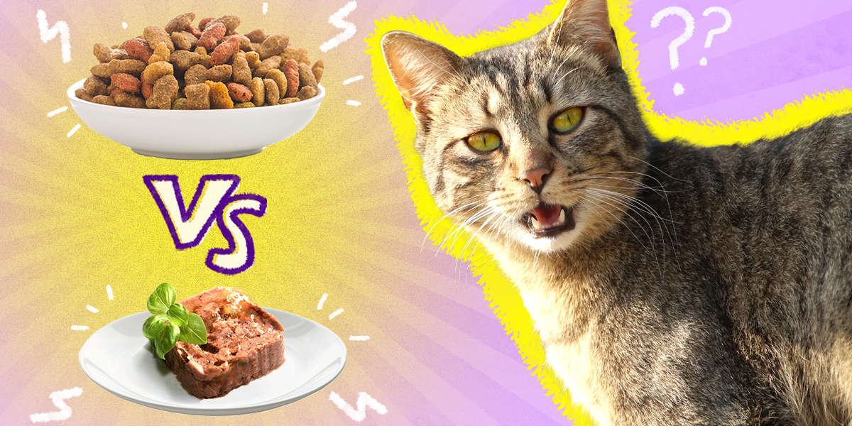 The Truth About Wet Vs. Dry Cat Food DodoWell The Dodo