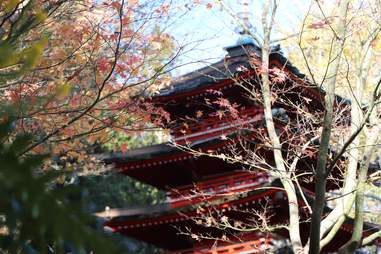 Japanese Tea Garden