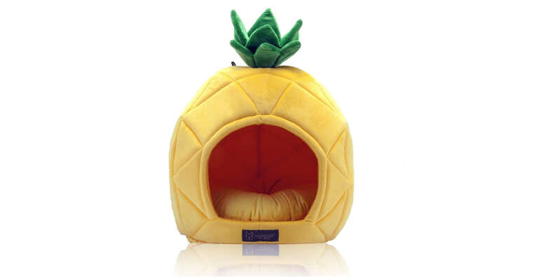 What Every Dog Needs At A Pool Party DodoWell The Dodo