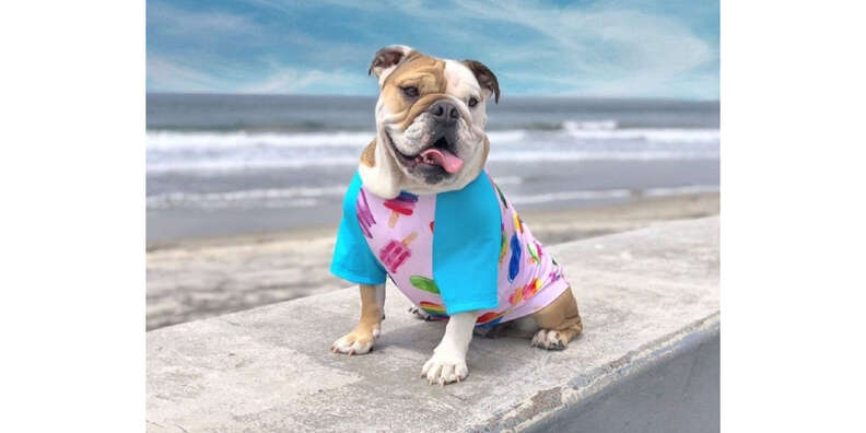 Summer Dog Shirt