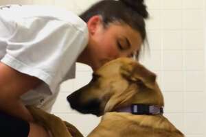 College Student Falls In Love With Her Foster Dog