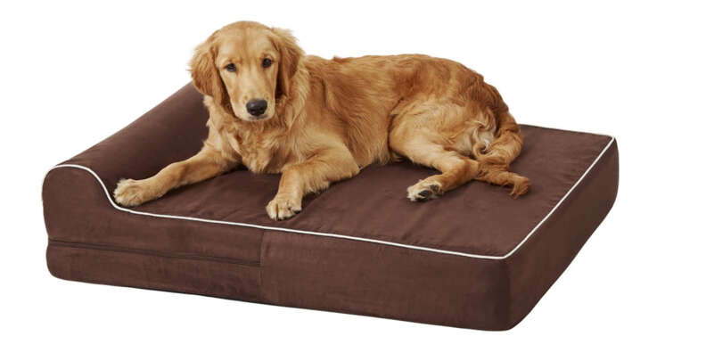 The Best Orthopedic Dog Beds For Your Senior Dog DodoWell The Dodo