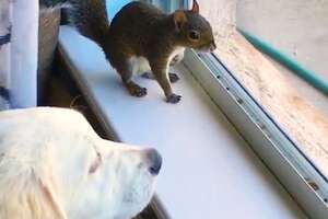 Baby Squirrel Grows Up In A Pack Of Dogs