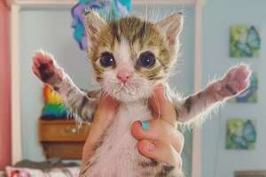 Tiniest Kitten Ever Makes The Cutest Little Noises