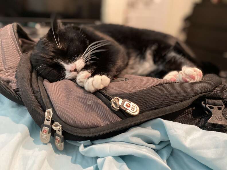 Cat in sleeping sales bag