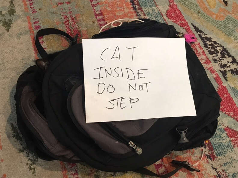 cat backpack