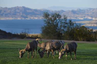 Boulder City, Nevada