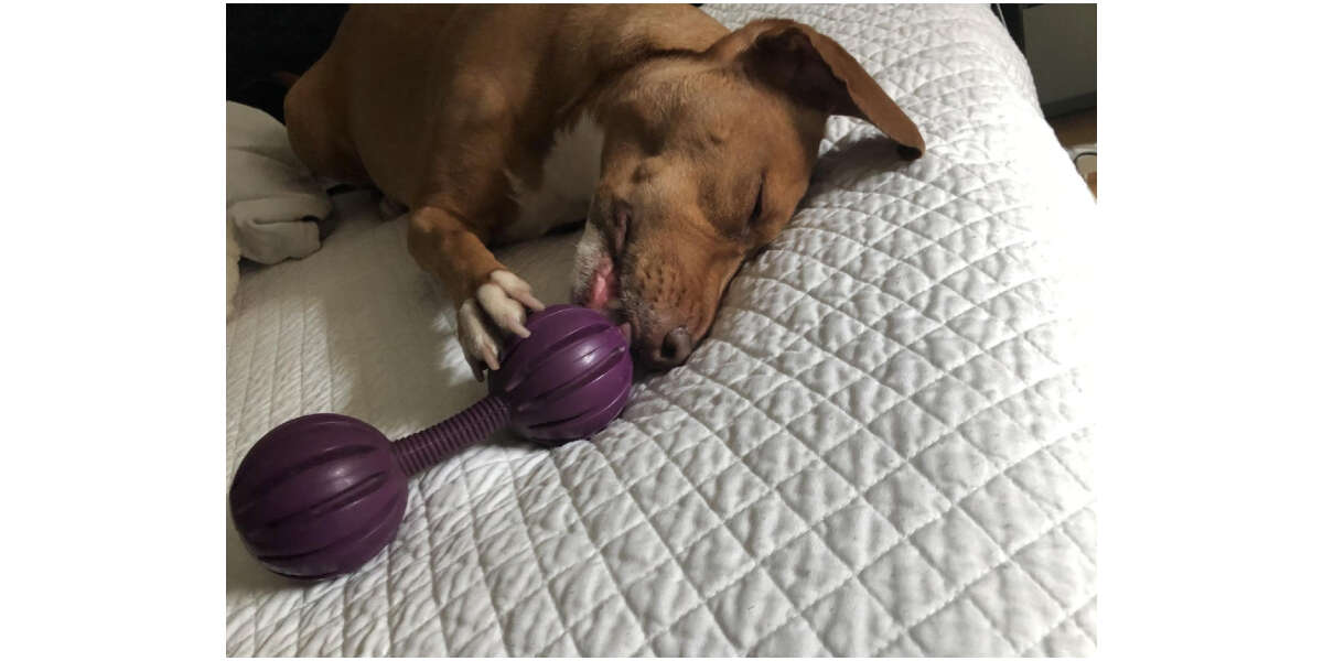 Dog chewing busy body toy sideways