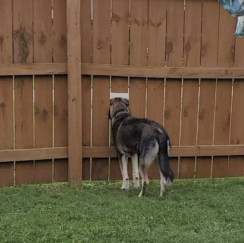 dog fence window