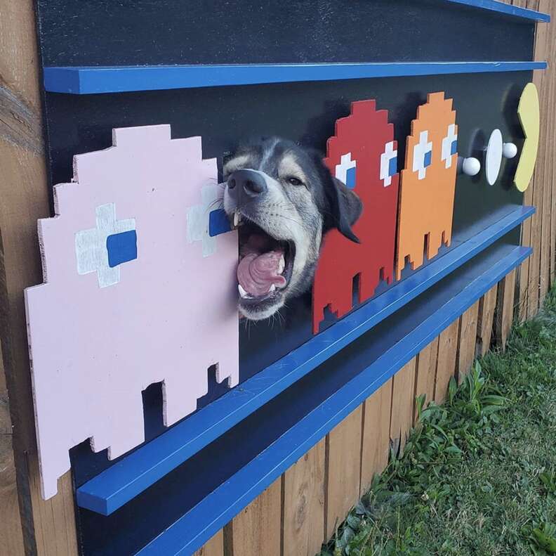 dog fence window