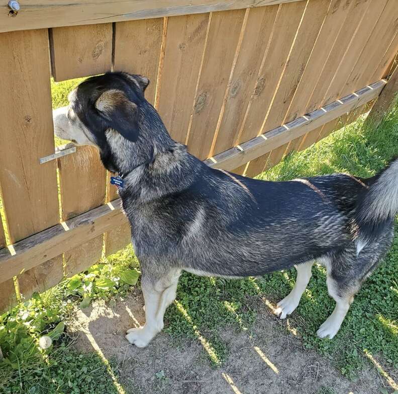 dog fence window