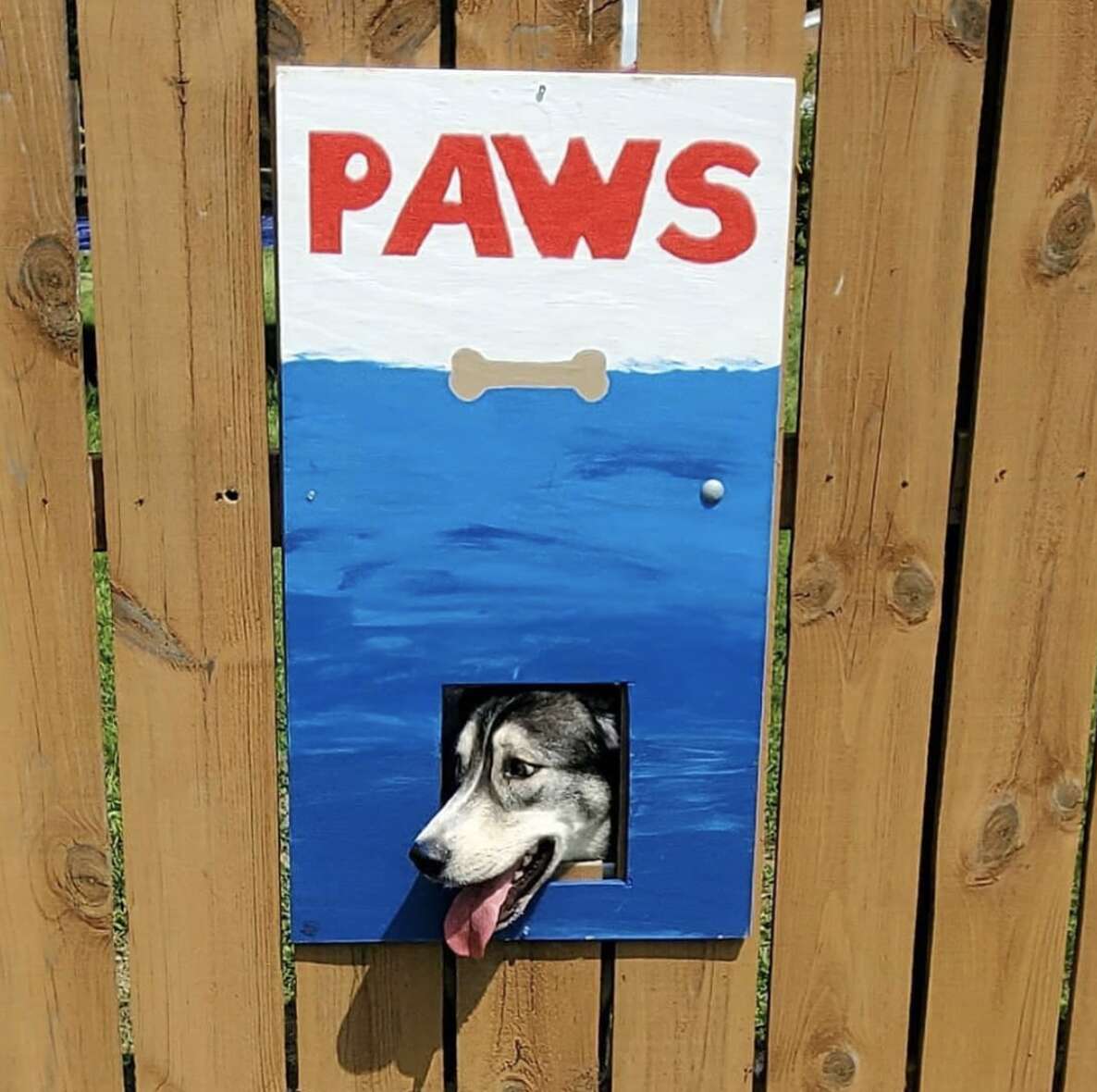 dog fence window