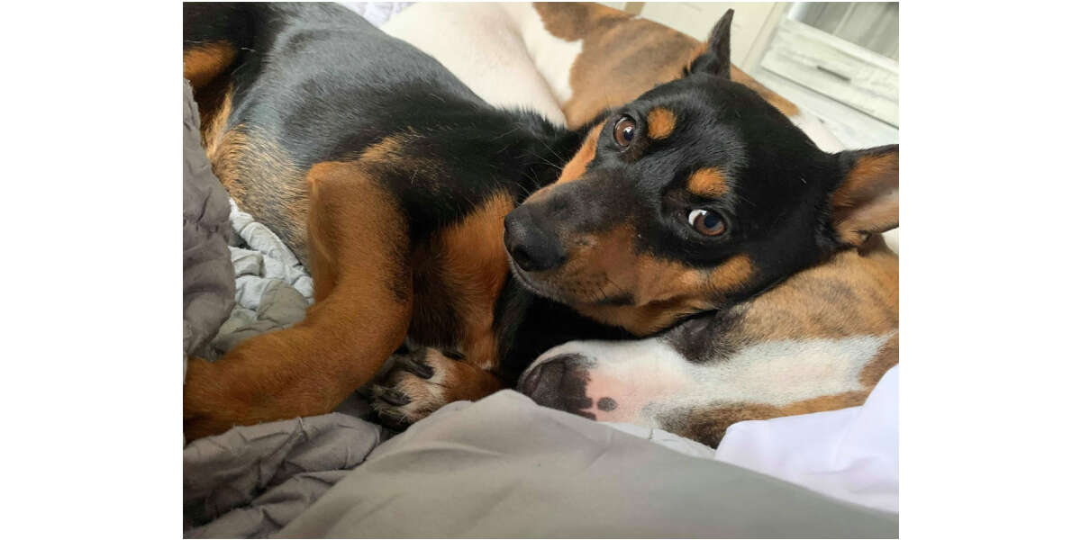 Dog laying in bed