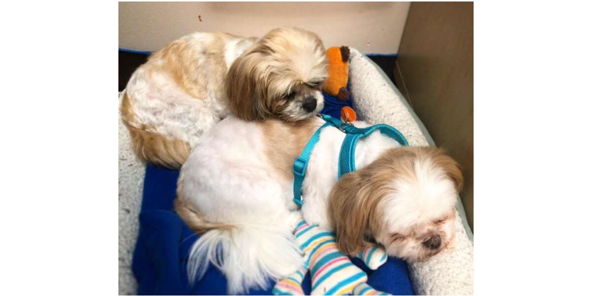 snuggling pups