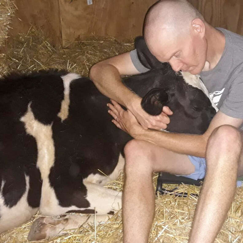 Jenna the cow gives her dad a hug