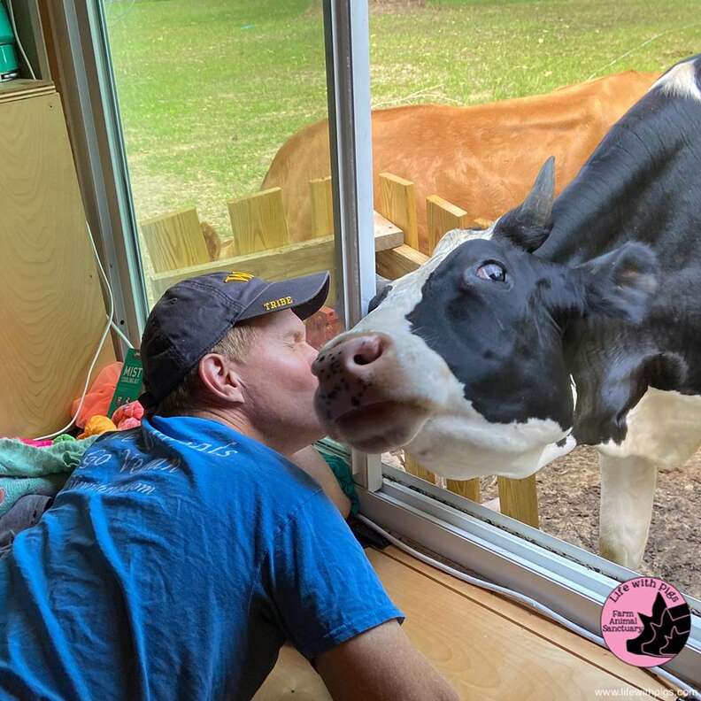 Rescue Cow Demands Long Hugs From Her Dad Every Day - The Dodo