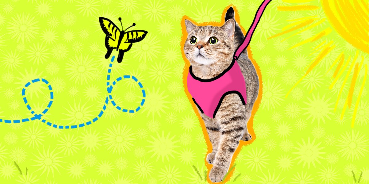 Good2go cat harness clearance instructions