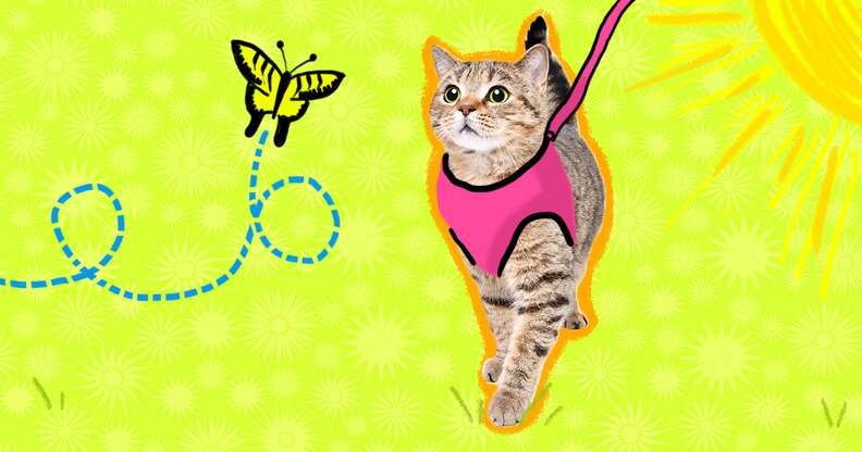 Good2go best sale harness cat