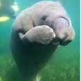 Nothing Is Cuter Than This Baby Manatee Scratching An Itch On His Face