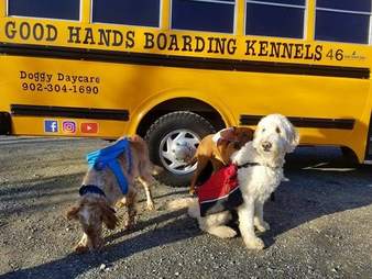 Dogs ride a yellow school bus