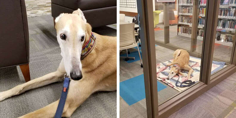 Dog volunteers at library