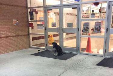 Stray dog waits outside school to be rescued