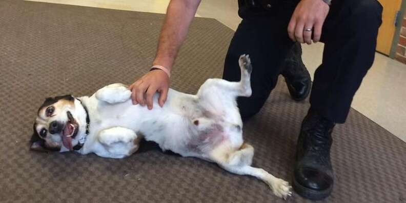 Dog sneaks into school for pets