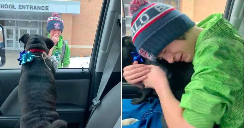 Boy reunites with lost dog after school
