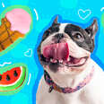 best summer treats for dogs