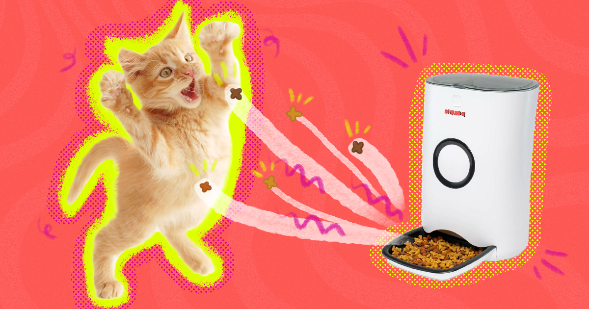 Self timer hot sale cat feeder