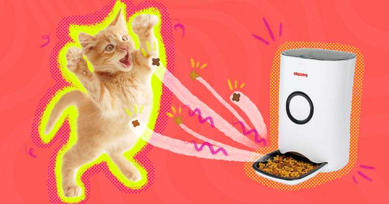 Automatic Feeders To Make Cat Parents' Lives Easier - DodoWell - The Dodo