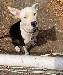 neighbor dog