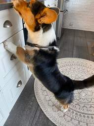Corgi tries to steal food from the counter
