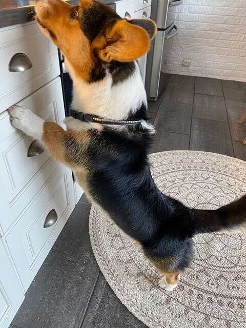 Corgi tries to steal food from the counter