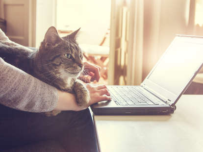 6 Ways To Keep Your Cat Entertained While You Work From Home - The Dodo