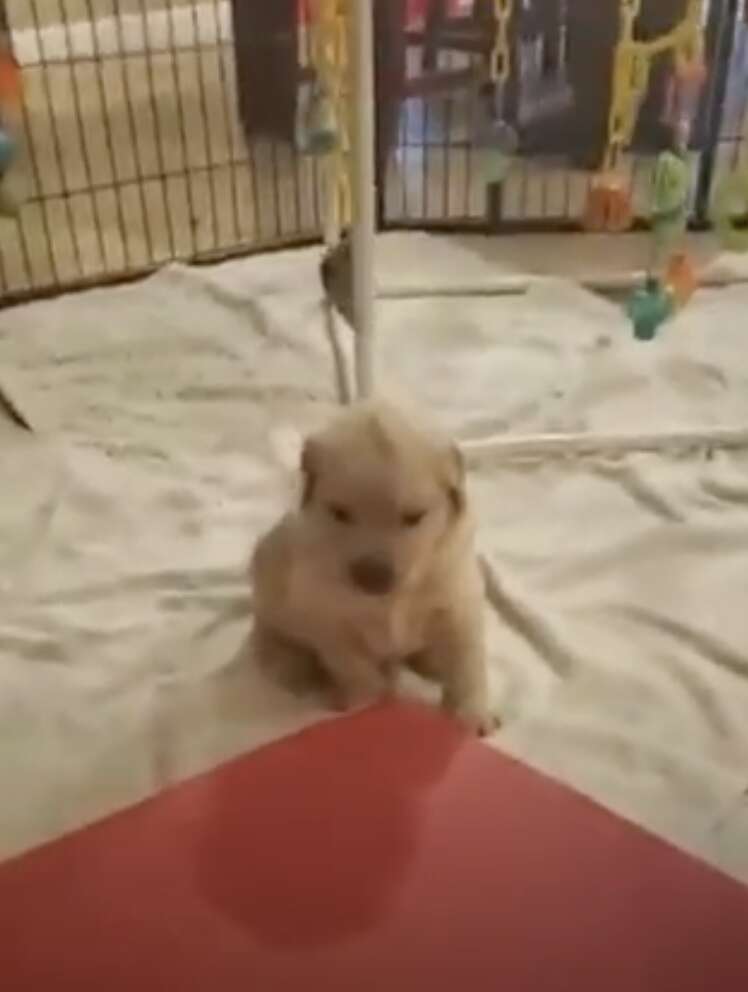 Dog Was Born With A Mohawk - The Dodo