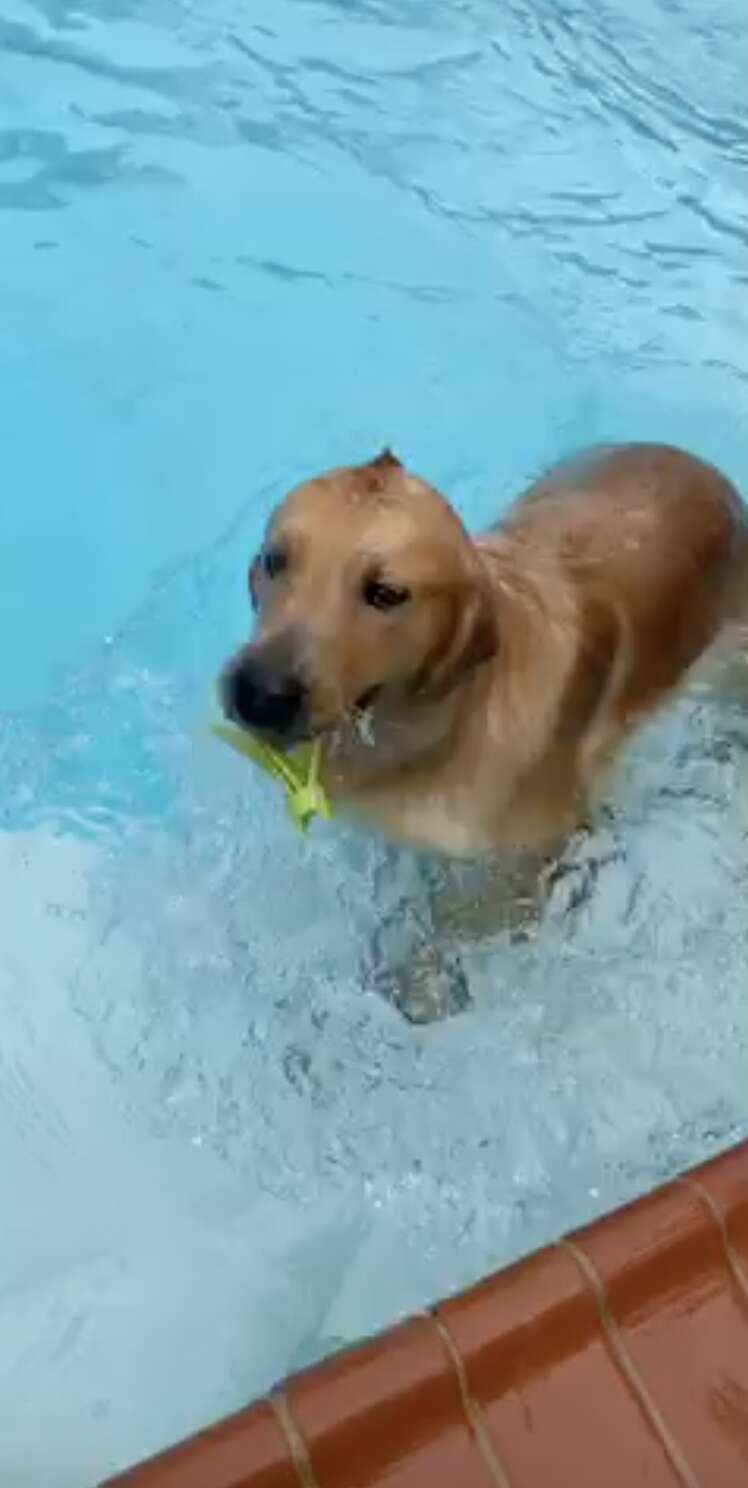 mohawk dog