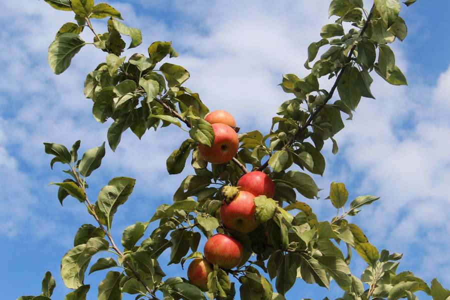 Apple Picking Near Philadelphia Orchards Outside of the City Thrillist