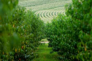 Linvilla Orchard