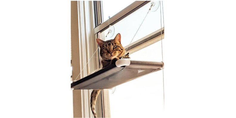 pawslife folding cot