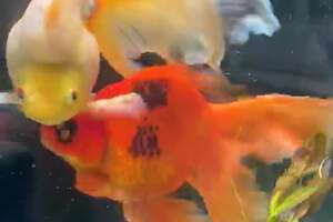 Woman Adopts A 10-Year-Old Goldfish And Completely Transforms Him