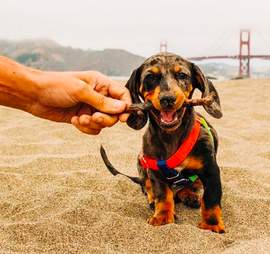 California neighbors create dachshund parade