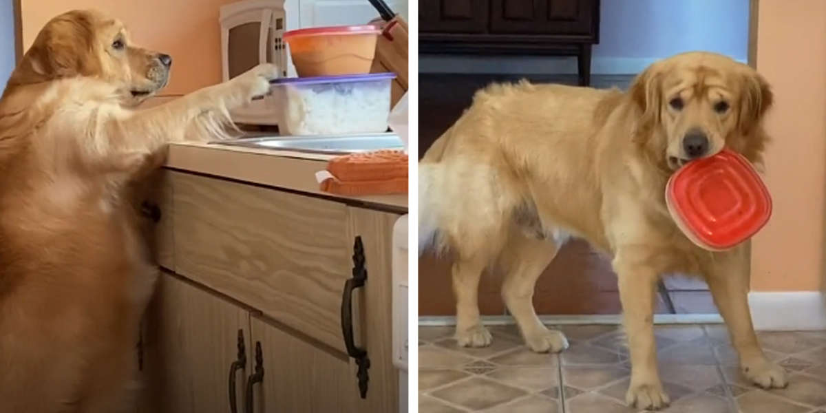 Dog Stealing Food From Counter Has No Idea He's Being Watched The Dodo