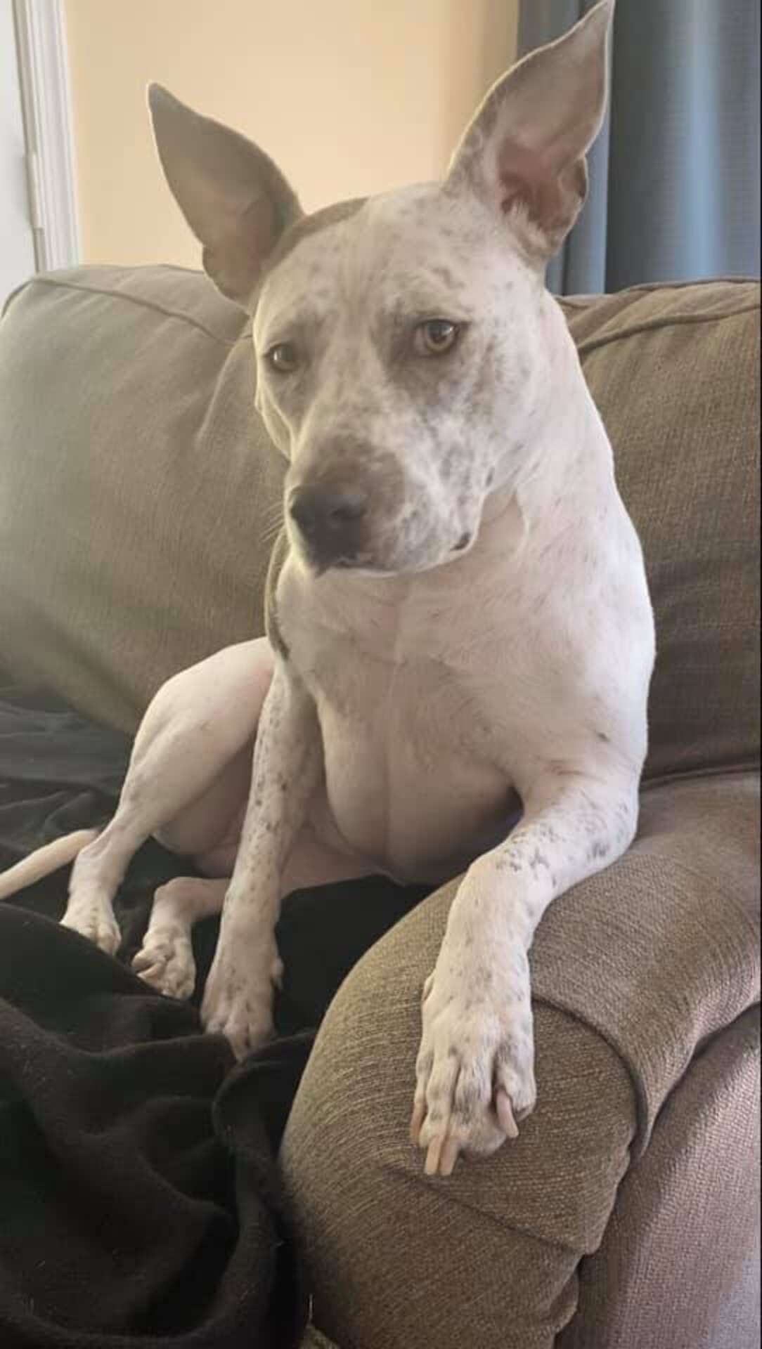 Clever Dog Hatches A Plan To Free Up Her Favorite Spot On The Couch ...