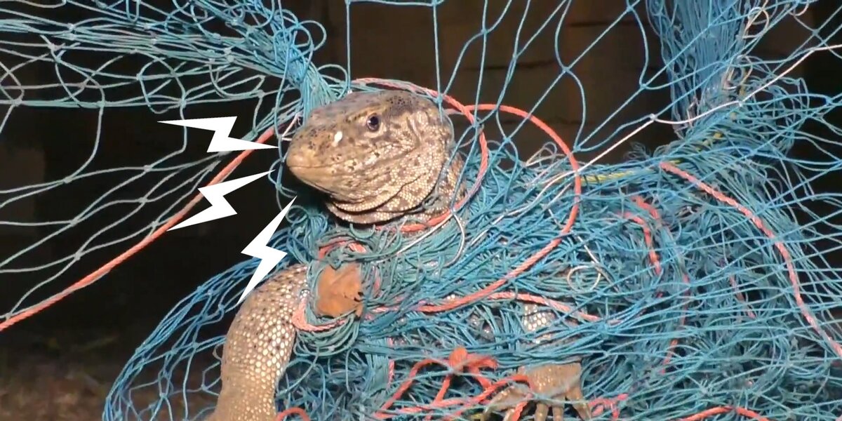 Lizard Net Guys Find Huge Lizard Tangled Up In Netting - Videos - The Dodo