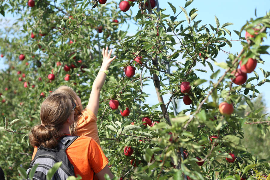 Apple Picking Near Chicago Good Farms & Orchards to Visit Right Now