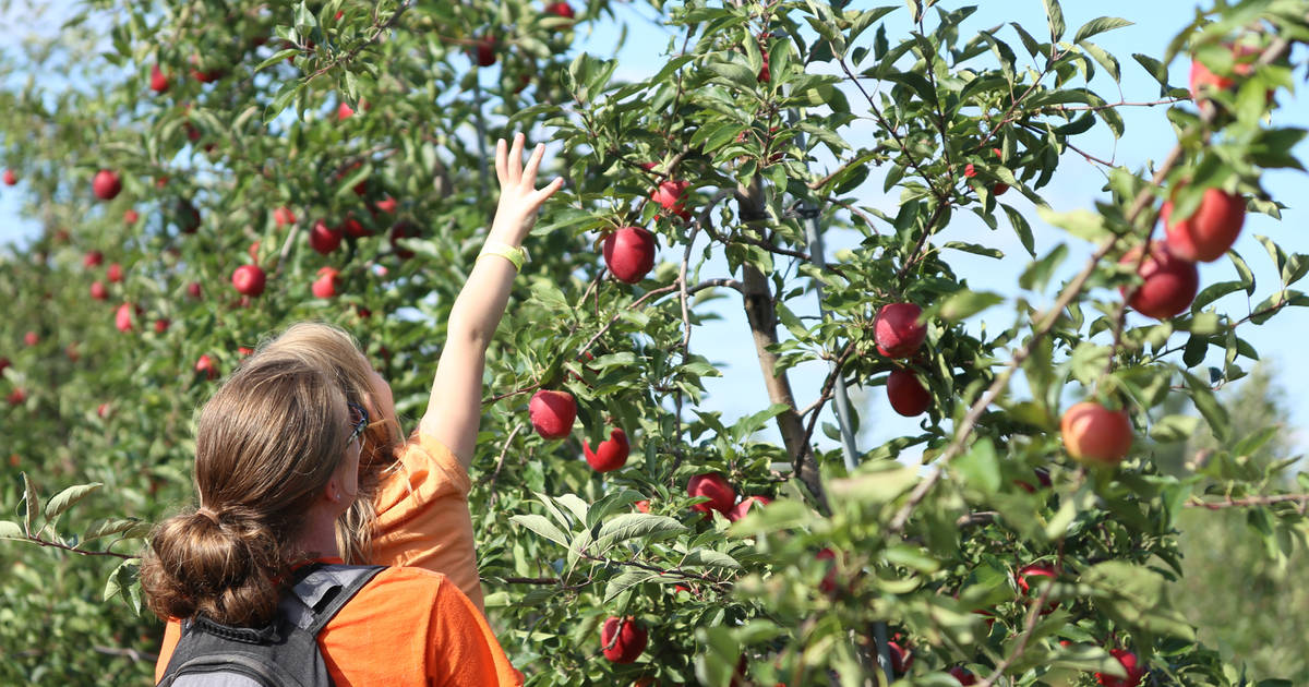 Apple Picking Near Chicago Good Farms Orchards To Visit Right Now Thrillist