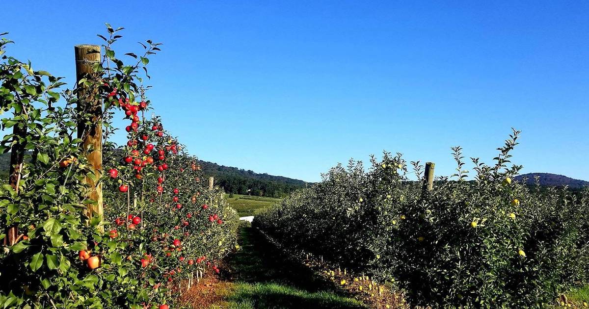 Best Apple Picking In Virginia Apple Farms Orchards To Visit Near Dc Thrillist