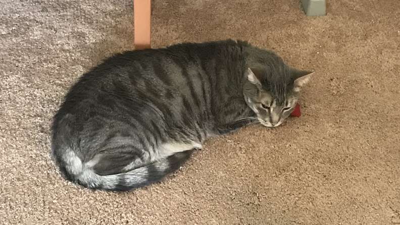 Remus the cat loves strawberries