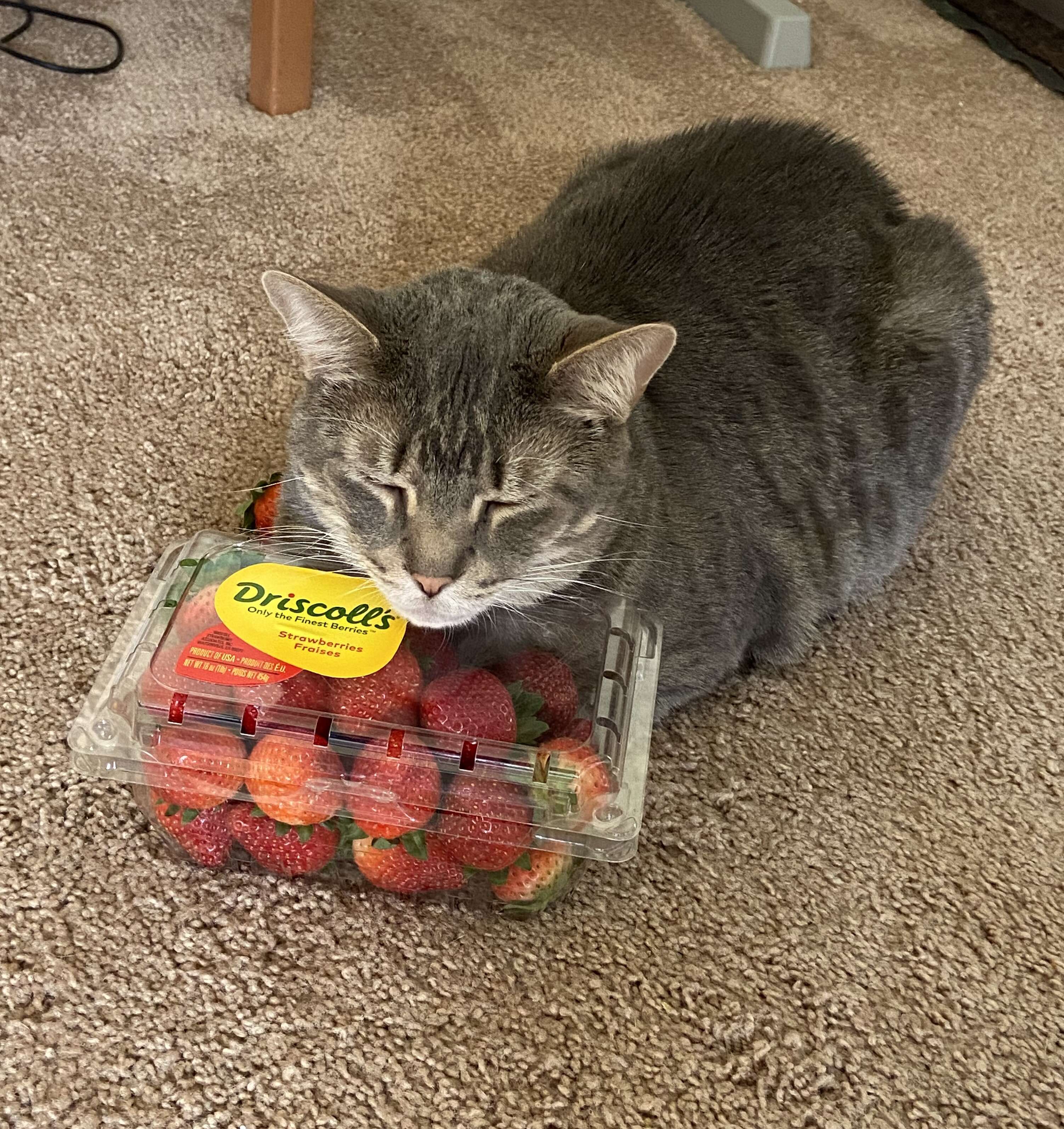 Cat snuggles strawberries